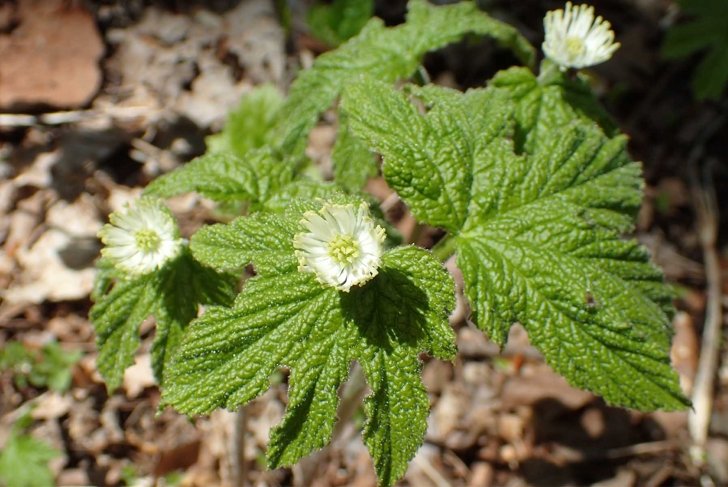 10 Potential Health Benefits of Goldenseal
