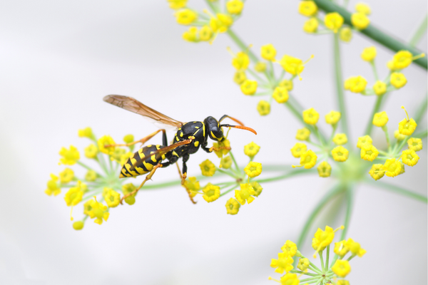 9 Natural Wasp Sting Remedies to Reduce Pain and Swelling | Is it a bee or wasp sting?! This post will teach you how to spot the differences, when to seek medical attention, and the best at home first aid tips to help reduce pain and itchiness from a red, swollen wasp sting. From onion, garlic, and salt, to apple cider vinegar, lemon juice, and salt, there are tons of home remedies that can reduce pain and swelling ASAP that are safe for kids and adults!