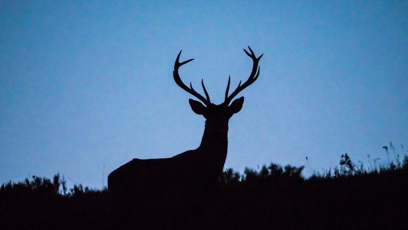 Deer silhouette