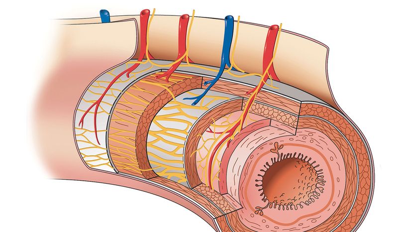 mesentery holding digestive tube in place