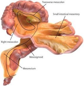 Digital representation of the small and large intestines and associated mesentery