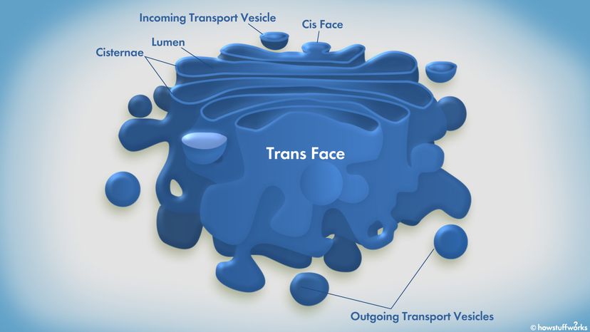 Golgi Apparatus	