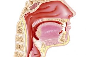 Throw one bit of this anatomy off, and you might wind up with a speech problem that sounds like a new accent.