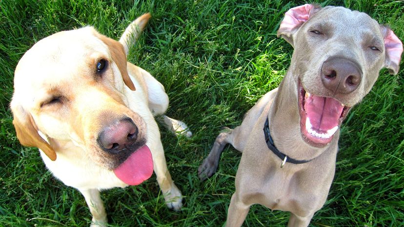 Dogs flash silly faces more when we are looking, suggesting they're trying to communicate.