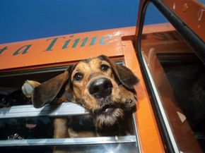 Public transportation is a quick and easy way for you to get around town, but your pet may not be able to ride with you. See more pet pictures.­