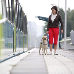 Service animals, like the seeing eye dog shown here, are welcome on nearly all modes of public transportation.­ See more pet pictures.