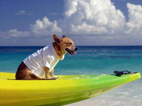 Does your pooch kayak? Then, bring him along. See more pet pictures.