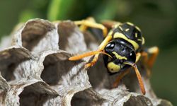 Paper wasps build easily identifiable honeycomb nests. They'll often rebuild in locations where other successful nests were in the past.