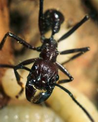 The aggressive bullet ant has an extremely painful sting, though it won't kill you.