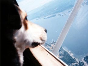 International travel can be fun and exciting -- especially when you can share the adventure with a loved one. Sometimes that loved one is a beloved pet. See more pet pictures. ­