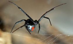 The black widow spider has a nasty reputation but keeps mostly to itself unless it's disturbed.