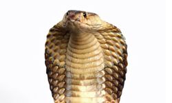 The king cobra's hood comes from muscle and rib action in the snake's neck -- a defining feature that adds to its legend.