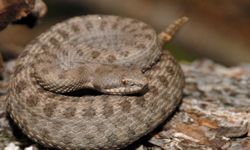 Rattlesnakes are a type of pit viper. They're dangerous, but if you leave them alone, you're less likely to get bitten.