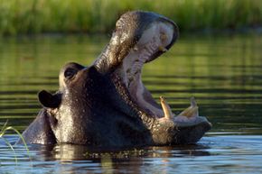 Hippos are aggressive but are they the most violent species? See more pictures of mammals.