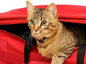 Don't want to leave your pet at home over vacation? Take it with yo­u. Check out these pet pictures.