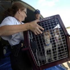 Your dog will feel safer and more secure in its crate.