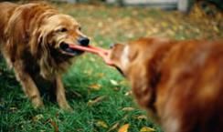 Bringing a chew toy like this one along can keep your dogs busy for hours.