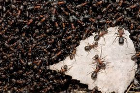 Ants outnumber humans by an impressive margin. See more pictures of insects and biodiversity.