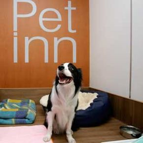 A dog at a pet hotel located at Narita International Airport in Japan