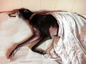 A greyhound takes a snooze in a bed at a pet boarding facility.