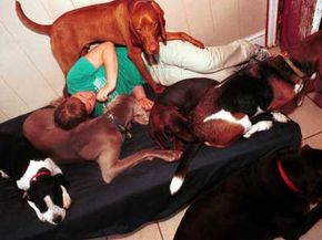 A worker at a pet boarding facility pals around with the dogs.