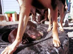 These dogs are having a ball at a pet  boarding facility's &quot;playground.&quot;