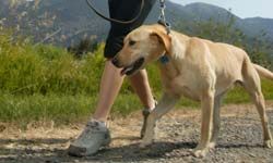 You can hire a dog walker to exercise your pup a few times a day.