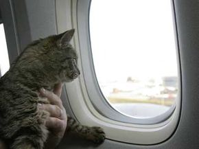 Not every pet makes its way aboard a flight as checked luggage. Emily the cat, seen here, disappeared in late 2004, only to reappear later as a stowaway on a flight to France. She was eventually returned to her home in Milwaukee. See more pet pictures.