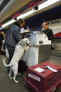 A traveler and her dog check in for their flight at New York's LaGuardia Airport.