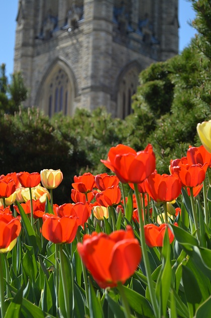 Tulips in Ottawa, Canada